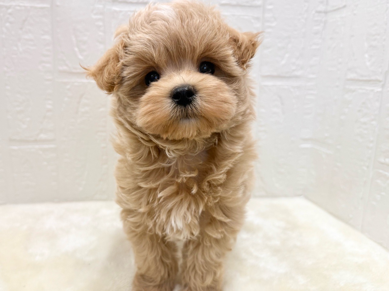 東京都のマルプー(マルチーズ×プードル) (かねだい青梅店/2025年10月7日生まれ/女の子/クリーム)の子犬の1枚目の画像