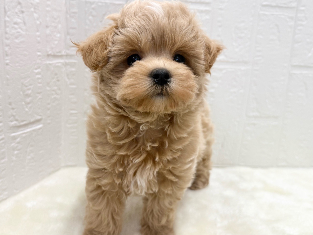 東京都のマルプー(マルチーズ×プードル) (かねだい青梅店/2025年10月7日生まれ/女の子/クリーム)の子犬の2枚目の画像