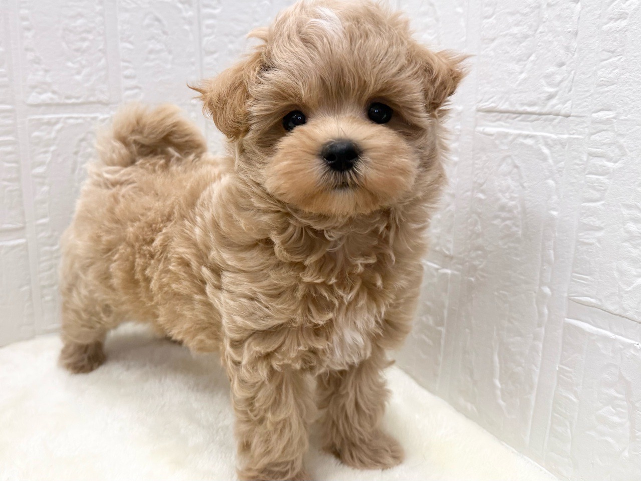 東京都のマルプー(マルチーズ×プードル) (かねだい青梅店/2025年10月7日生まれ/女の子/クリーム)の子犬の3枚目の画像