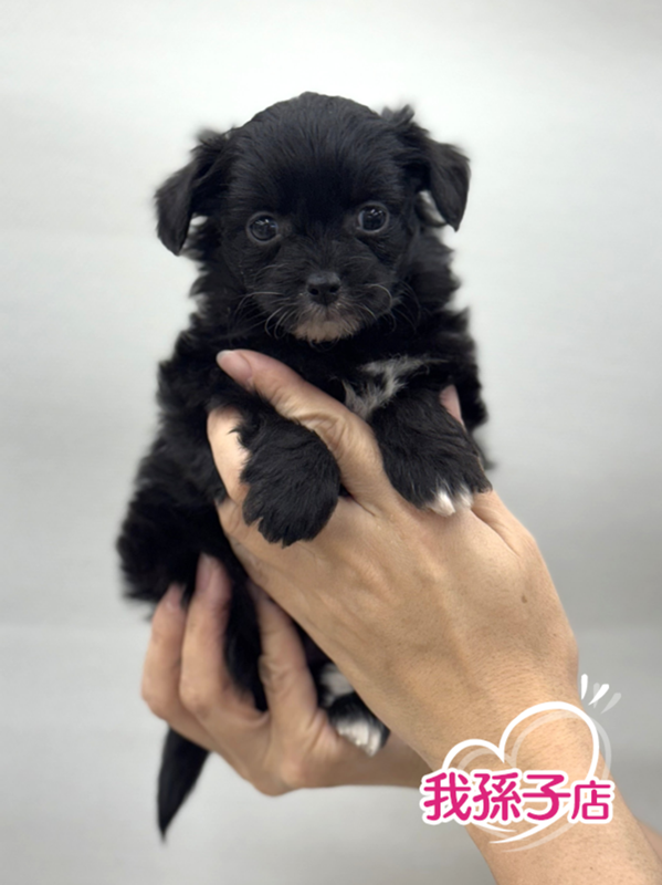 千葉県のチワプー/プーチー(チワワ×プードル) (かねだい我孫子店/2025年10月5日生まれ/女の子/ブラックホワイト)の子犬の1枚目の画像