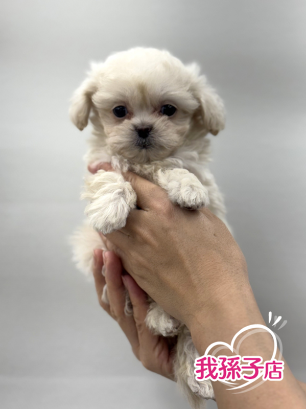 千葉県のペキプー(ペキニーズ×プードル) (かねだい我孫子店/2025年10月12日生まれ/男の子/その他色)の子犬の1枚目の画像