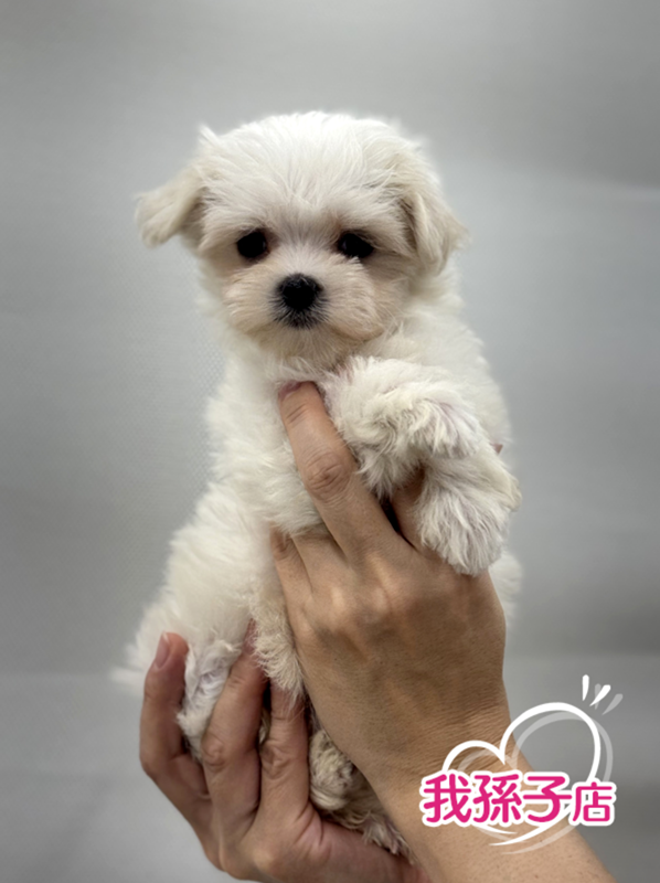 千葉県のマルチーズ (かねだい我孫子店/2025年10月3日生まれ/女の子/ホワイト)の子犬の1枚目の画像