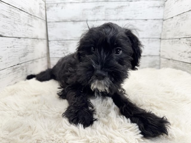 新潟県のA・コッカー×M・シュナウザー (かねだいペットトライアル魚沼/2025年8月30日生まれ/男の子/ブラックホワイト)の子犬の3枚目の画像