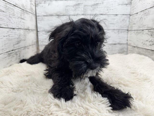 新潟県のA・コッカー×M・シュナウザー (かねだいペットトライアル魚沼/2025年8月30日生まれ/男の子/ブラックホワイト)の子犬の4枚目の画像