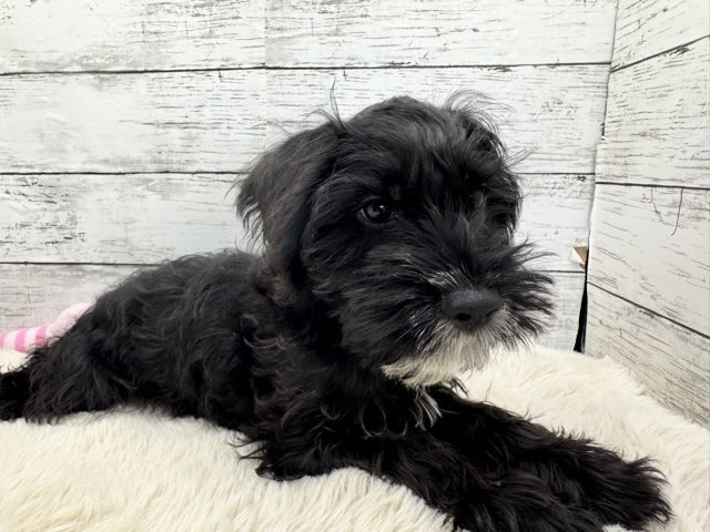 新潟県のA・コッカー×M・シュナウザー (かねだいペットトライアル魚沼/2025年8月30日生まれ/男の子/ブラックホワイト)の子犬の1枚目の画像