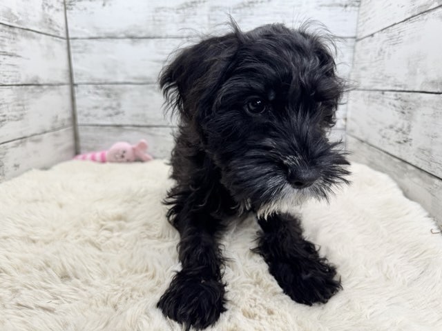 新潟県のA・コッカー×M・シュナウザー (かねだいペットトライアル魚沼/2025年8月30日生まれ/男の子/ブラックホワイト)の子犬の2枚目の画像