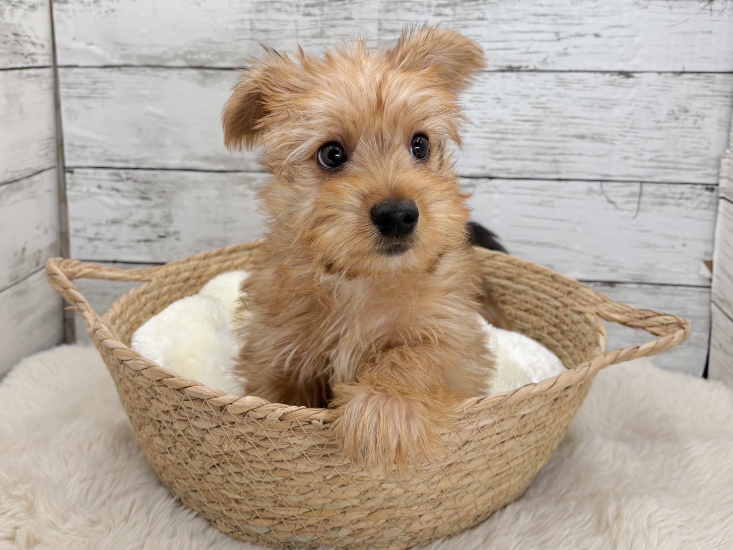 新潟県のヨークシャーテリア×ミニチュアダックス (かねだいペットトライアル魚沼/2025年9月22日生まれ/男の子/レッド)の子犬の2枚目の画像