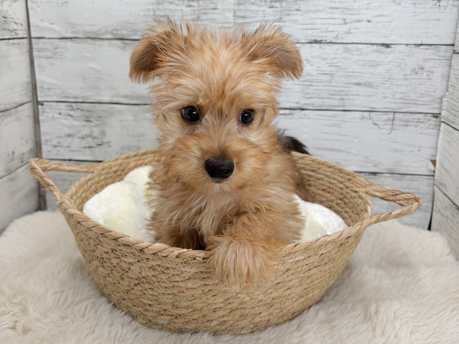 新潟県のヨークシャーテリア×ミニチュアダックス (かねだいペットトライアル魚沼/2025年9月22日生まれ/男の子/レッド)の子犬の3枚目の画像