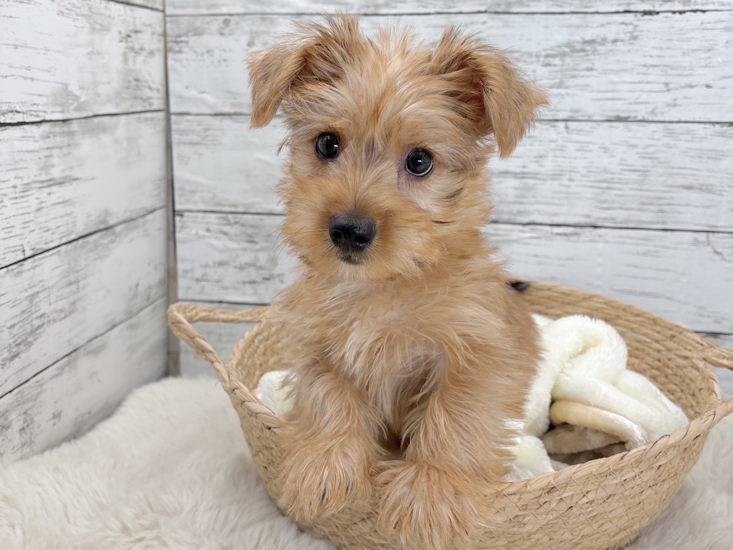 新潟県のヨークシャーテリア×ミニチュアダックス (かねだいペットトライアル魚沼/2025年9月22日生まれ/男の子/レッド)の子犬