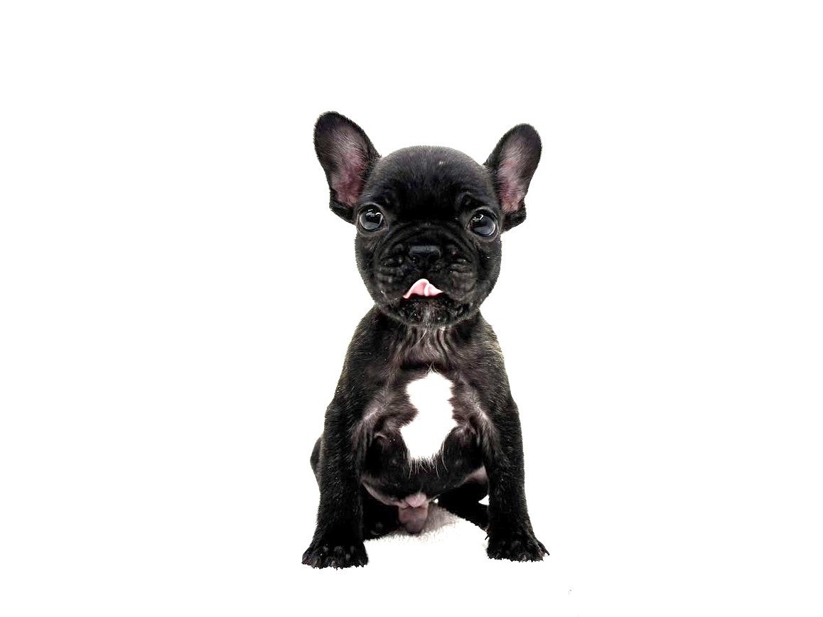 東京都のフレンチブルドッグ (かねだい本町田店/2025年10月16日生まれ/男の子/ブリンドル)の子犬の1枚目の画像