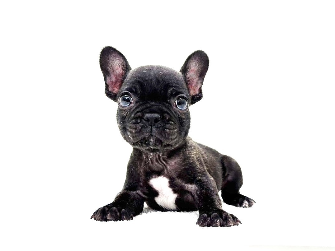 東京都のフレンチブルドッグ (かねだい本町田店/2025年10月16日生まれ/男の子/ブリンドル)の子犬の2枚目の画像