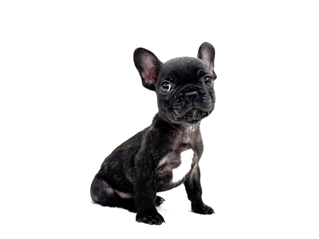 東京都のフレンチブルドッグ (かねだい本町田店/2025年10月16日生まれ/男の子/ブリンドル)の子犬の3枚目の画像