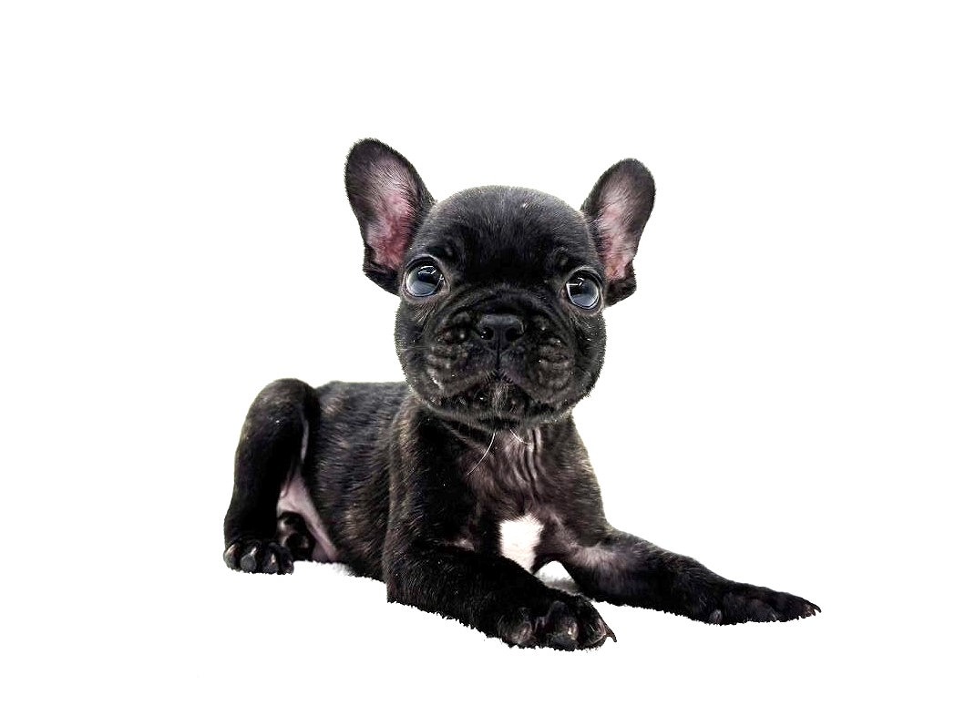 189＊アンティーク 美品 犬“反則級のキュートなフレンチブルドッグ！”袋帯 価格の安いフレンチブルドッグ♂小柄なこです♪ / ペットショップ