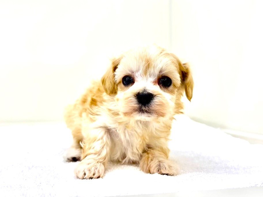 東京都のマルプー(マルチーズ×プードル) (かねだい本町田店/2025年10月15日生まれ/女の子/アプリコットホワイト)の子犬の1枚目の画像