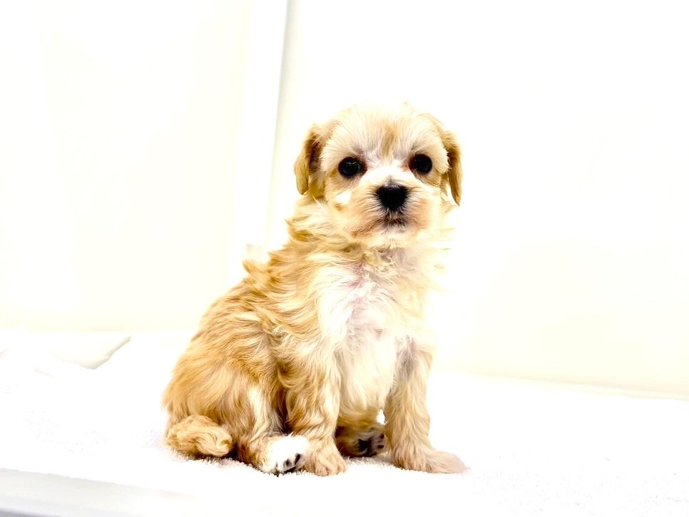 東京都のマルプー(マルチーズ×プードル) (かねだい本町田店/2025年10月15日生まれ/女の子/アプリコットホワイト)の子犬の2枚目の画像