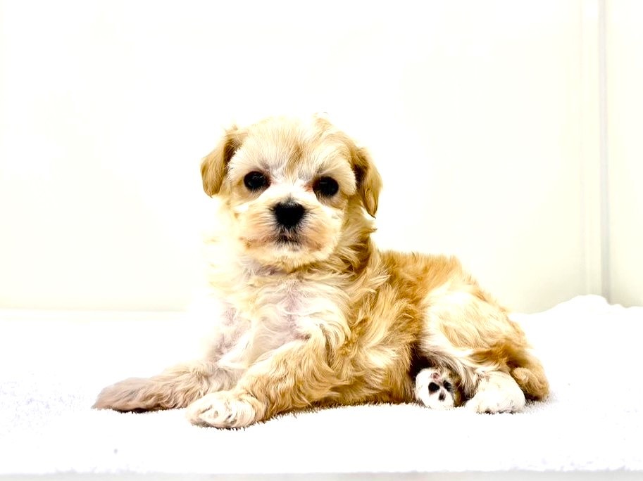 東京都のマルプー(マルチーズ×プードル) (かねだい本町田店/2025年10月15日生まれ/女の子/アプリコットホワイト)の子犬の3枚目の画像