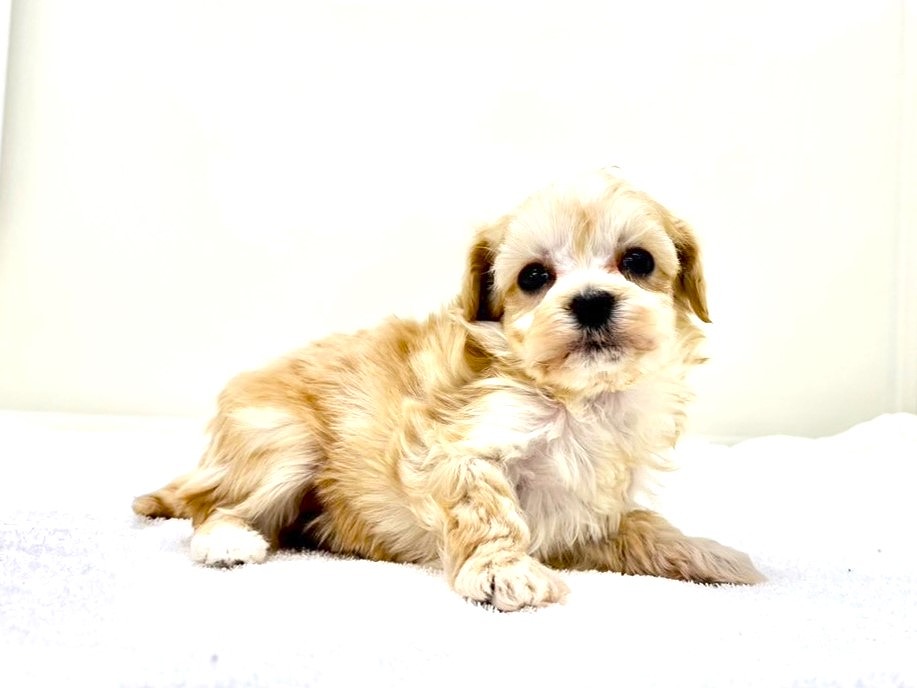 東京都のマルプー(マルチーズ×プードル) (かねだい本町田店/2025年10月15日生まれ/女の子/アプリコットホワイト)の子犬の4枚目の画像