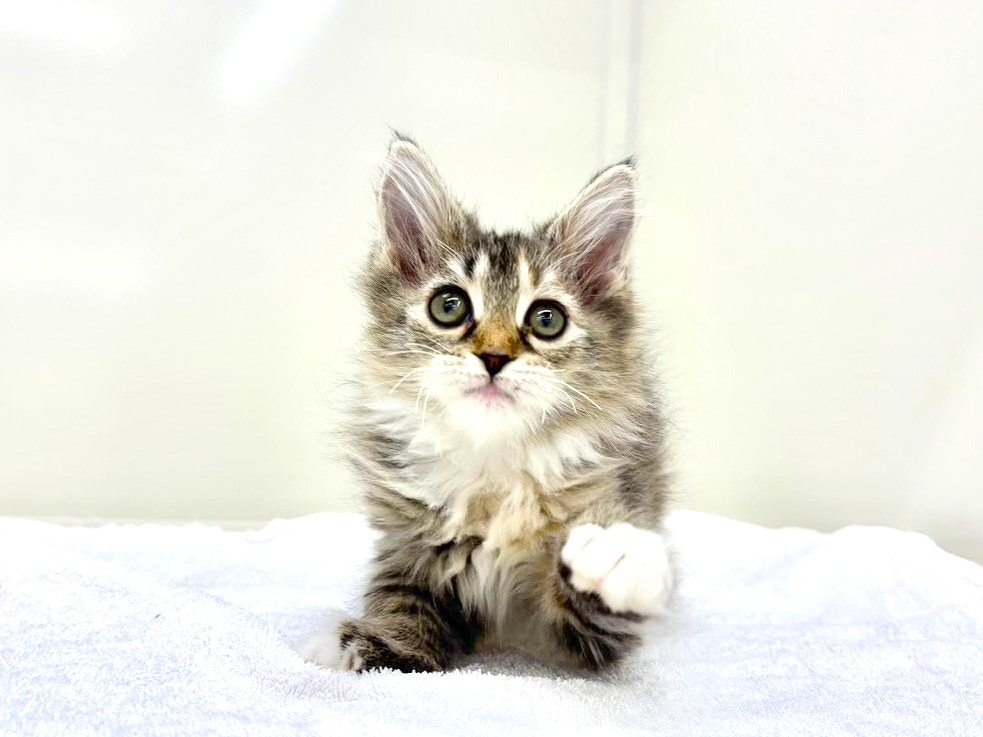 東京都のサイベリアン (かねだい本町田店/2025年10月15日生まれ/女の子/ブラックタビーホワイト)の子猫の1枚目の画像