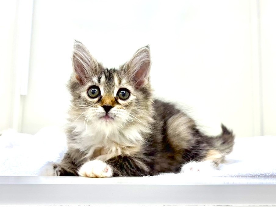 東京都のサイベリアン (かねだい本町田店/2025年10月15日生まれ/女の子/ブラックタビーホワイト)の子猫の2枚目の画像