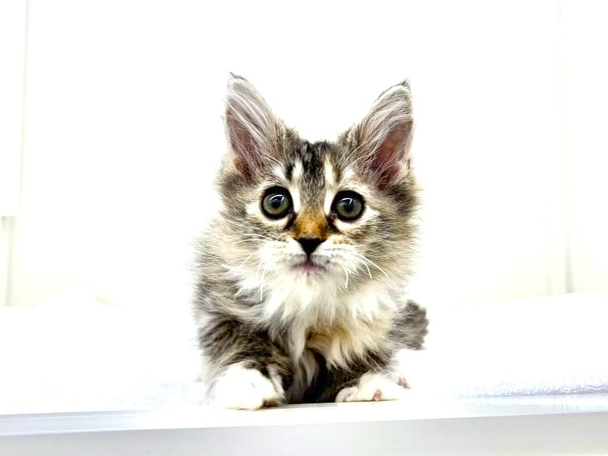 東京都のサイベリアン (かねだい本町田店/2025年10月15日生まれ/女の子/ブラックタビーホワイト)の子猫の3枚目の画像