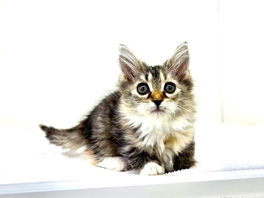 東京都のサイベリアン (かねだい本町田店/2025年10月15日生まれ/女の子/ブラックタビーホワイト)の子猫の4枚目の画像