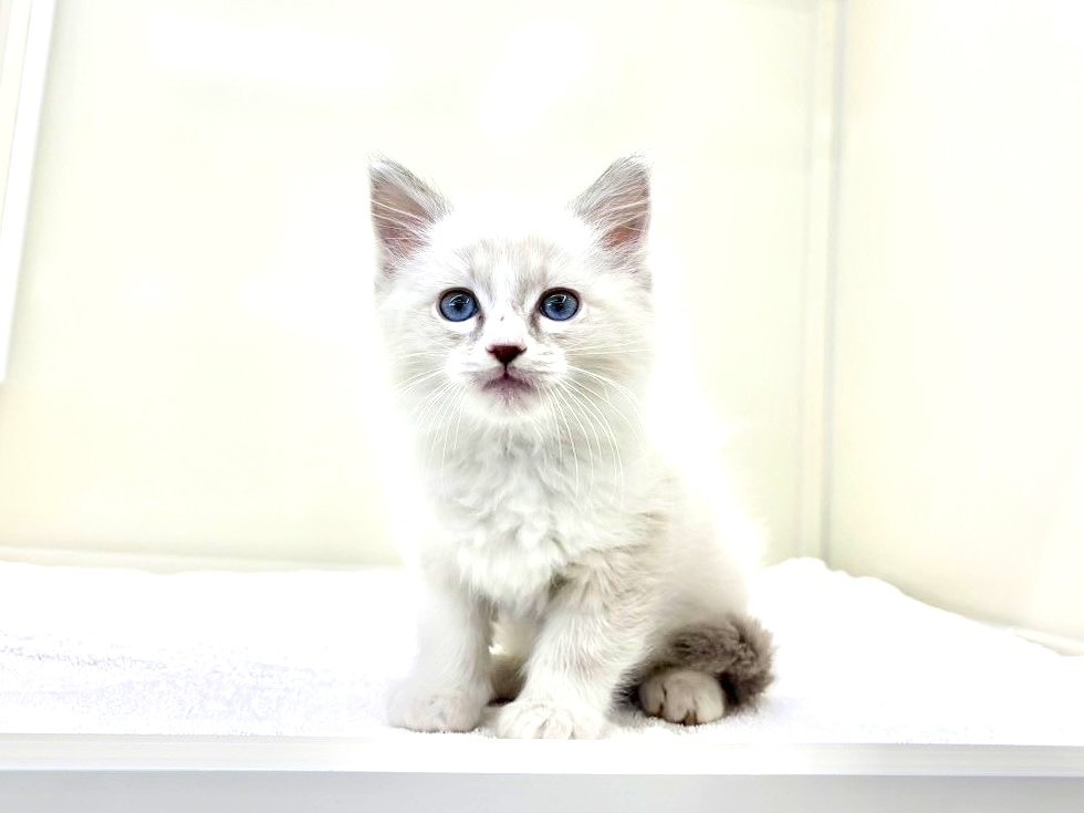 東京都のラグドール (かねだい本町田店/2025年10月16日生まれ/男の子/ブルーポイントバイカラー)の子猫の2枚目の画像