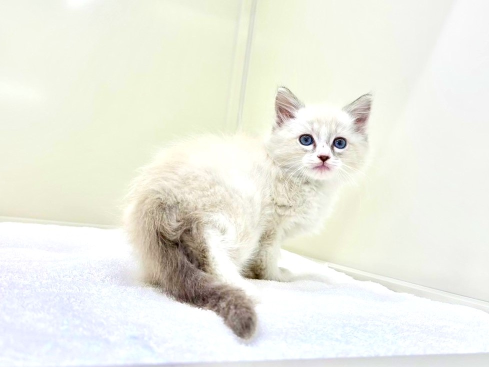 東京都のラグドール (かねだい本町田店/2025年10月16日生まれ/男の子/ブルーポイントバイカラー)の子猫の3枚目の画像