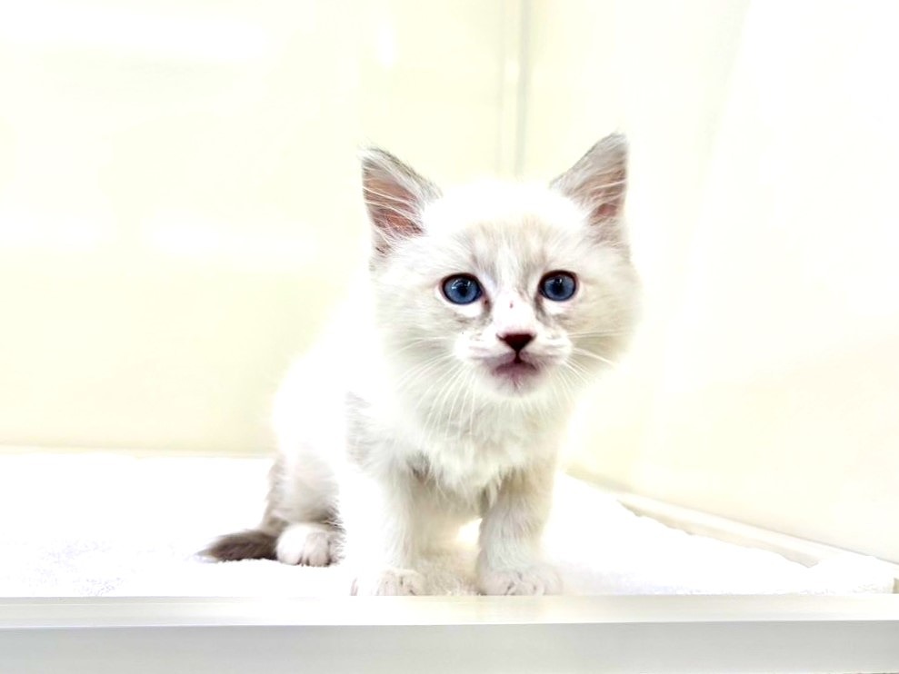 東京都のラグドール (かねだい本町田店/2025年10月16日生まれ/男の子/ブルーポイントバイカラー)の子猫の4枚目の画像