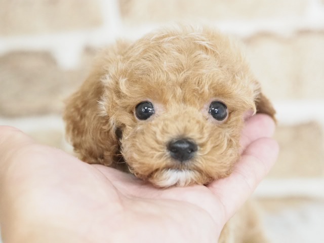 埼玉県のトイプードル(トイ) (かねだい戸田店/2025年10月16日生まれ/男の子/レッド)の子犬の1枚目の画像