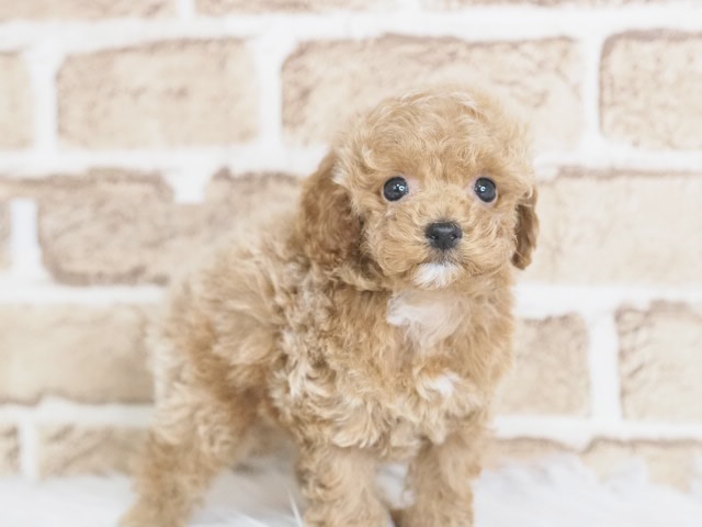 埼玉県のトイプードル(トイ) (かねだい戸田店/2025年10月16日生まれ/男の子/レッド)の子犬の2枚目の画像