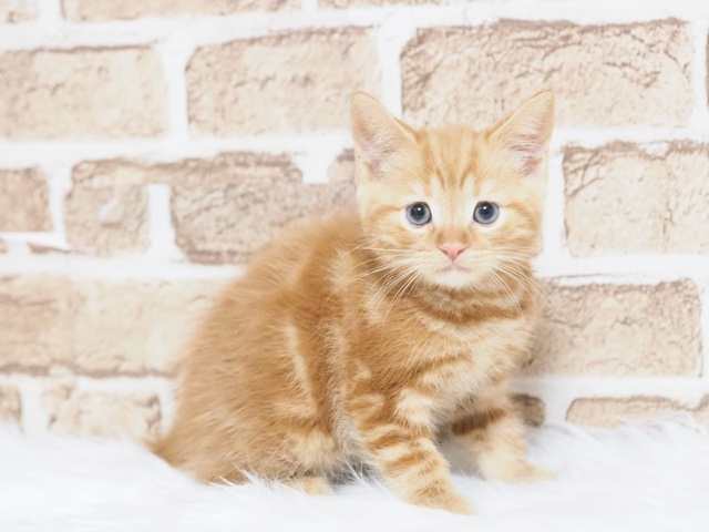 埼玉県のマンチカン (かねだい戸田店/2025年10月19日生まれ/男の子/レッドタビー)の子猫の1枚目の画像