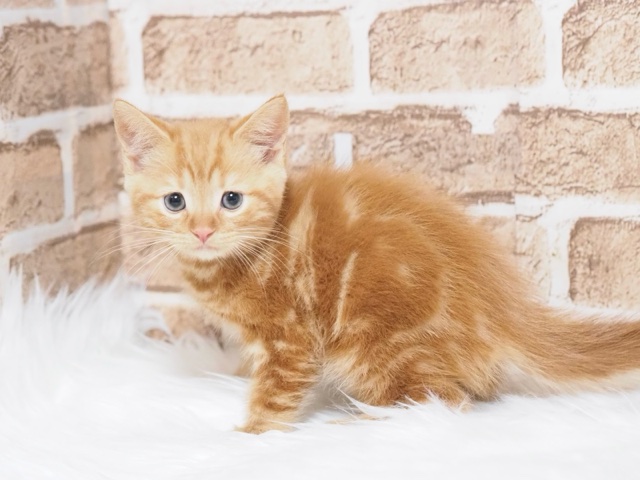 埼玉県のマンチカン (かねだい戸田店/2025年10月19日生まれ/男の子/レッドタビー)の子猫の2枚目の画像