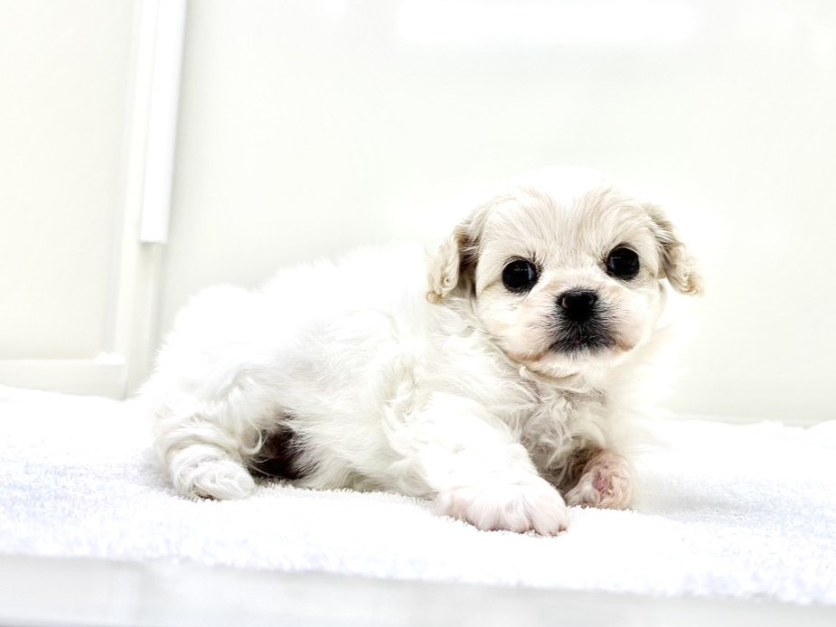 東京都のペキプ― (かねだい本町田店/2025年10月19日生まれ/女の子/クリームホワイト)の子犬の1枚目の画像