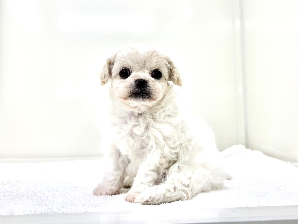 東京都のペキプ― (かねだい本町田店/2025年10月19日生まれ/女の子/クリームホワイト)の子犬の2枚目の画像