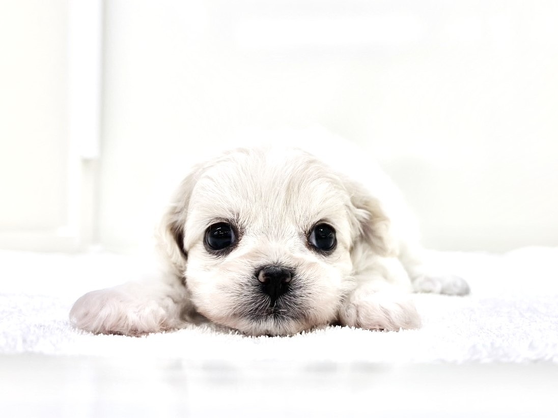 東京都のペキプ― (かねだい本町田店/2025年10月19日生まれ/女の子/クリームホワイト)の子犬の3枚目の画像