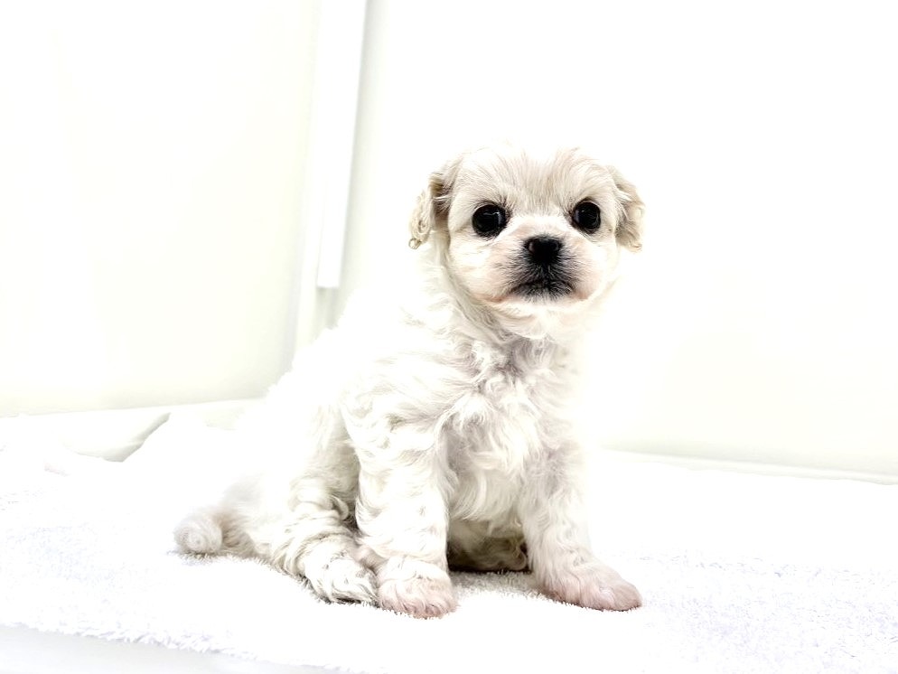 東京都のペキプ― (かねだい本町田店/2025年10月19日生まれ/女の子/クリームホワイト)の子犬の4枚目の画像