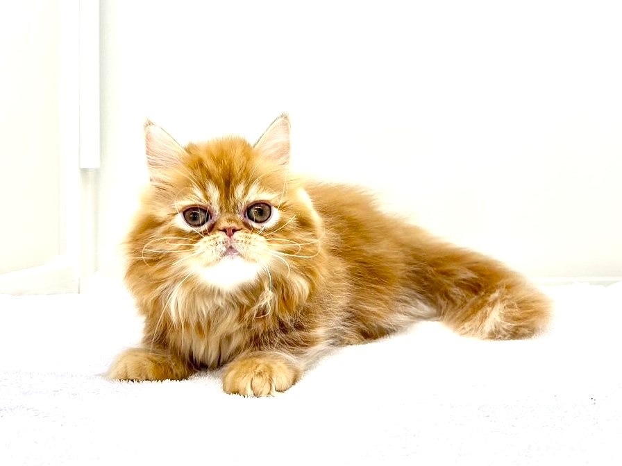 猫ちゃんshopc4591 10個 boiboi ネコチャンズ フィギュアコレクション