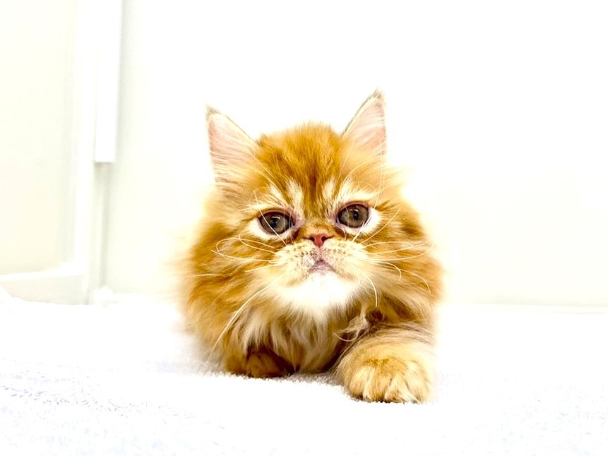 東京都のミヌエット (かねだい本町田店/2025年9月29日生まれ/男の子/レッドタビー)の子猫の2枚目の画像