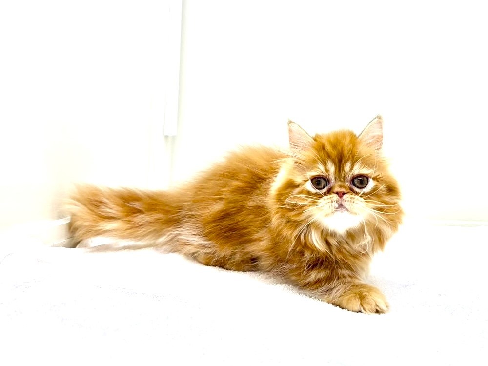 東京都のミヌエット (かねだい本町田店/2025年9月29日生まれ/男の子/レッドタビー)の子猫の3枚目の画像