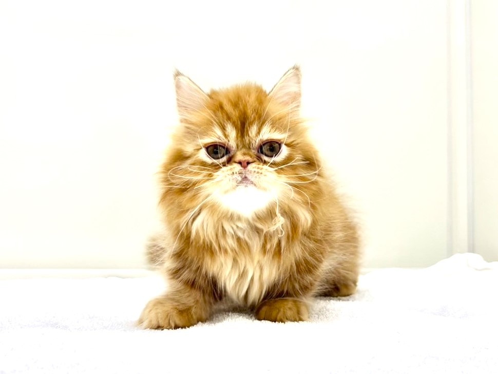 東京都のミヌエット (かねだい本町田店/2025年9月29日生まれ/男の子/レッドタビー)の子猫の4枚目の画像