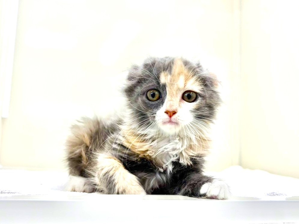 東京都のスコティッシュフォールド (かねだい本町田店/2025年10月15日生まれ/女の子/ダイリュートキャリコ)の子猫の1枚目の画像