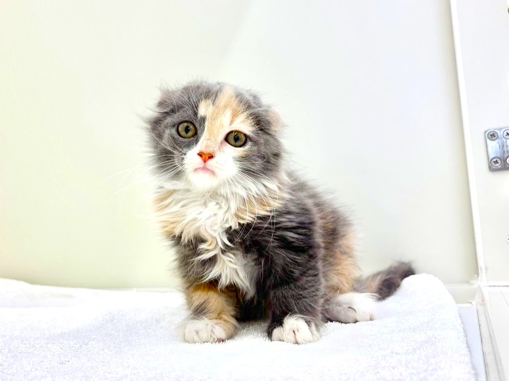 東京都のスコティッシュフォールド (かねだい本町田店/2025年10月15日生まれ/女の子/ダイリュートキャリコ)の子猫の2枚目の画像