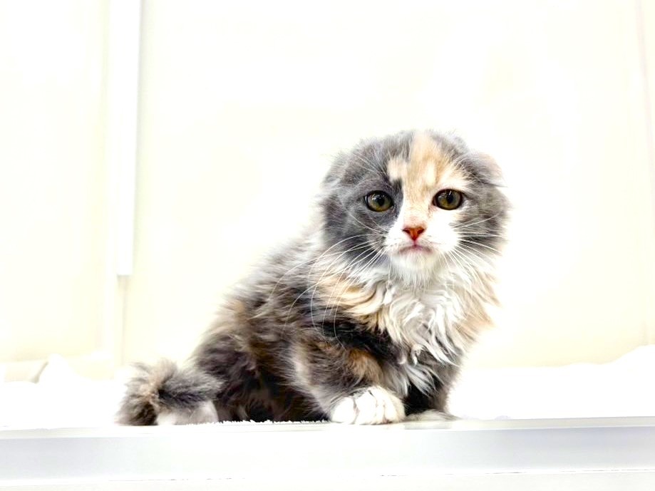 東京都のスコティッシュフォールド (かねだい本町田店/2025年10月15日生まれ/女の子/ダイリュートキャリコ)の子猫の3枚目の画像