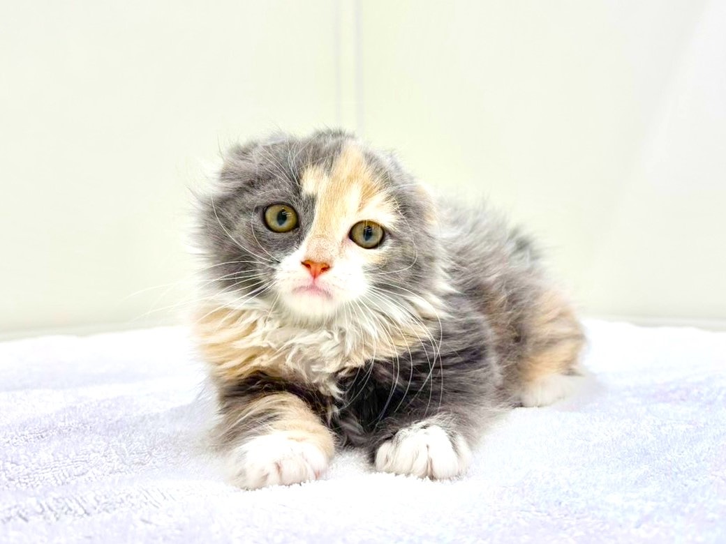 東京都のスコティッシュフォールド (かねだい本町田店/2025年10月15日生まれ/女の子/ダイリュートキャリコ)の子猫の4枚目の画像