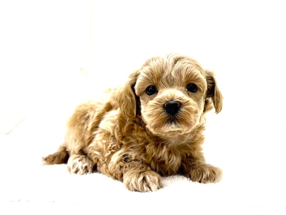 東京都のマルプー(マルチーズ×プードル) (かねだい本町田店/2025年10月16日生まれ/女の子/アプリコット)の子犬の1枚目の画像