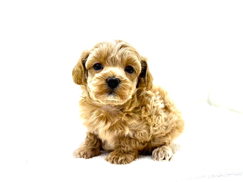 東京都のマルプー(マルチーズ×プードル) (かねだい本町田店/2025年10月16日生まれ/女の子/アプリコット)の子犬の2枚目の画像