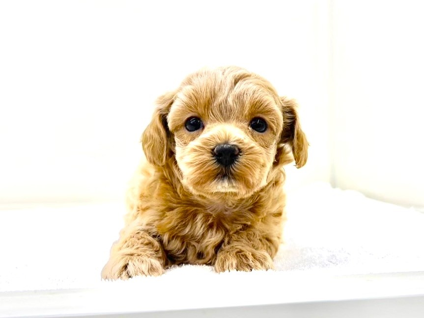 東京都のマルプー(マルチーズ×プードル) (かねだい本町田店/2025年10月16日生まれ/女の子/アプリコット)の子犬の3枚目の画像