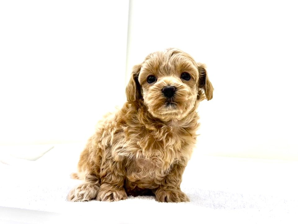 東京都のマルプー(マルチーズ×プードル) (かねだい本町田店/2025年10月16日生まれ/女の子/アプリコット)の子犬の4枚目の画像