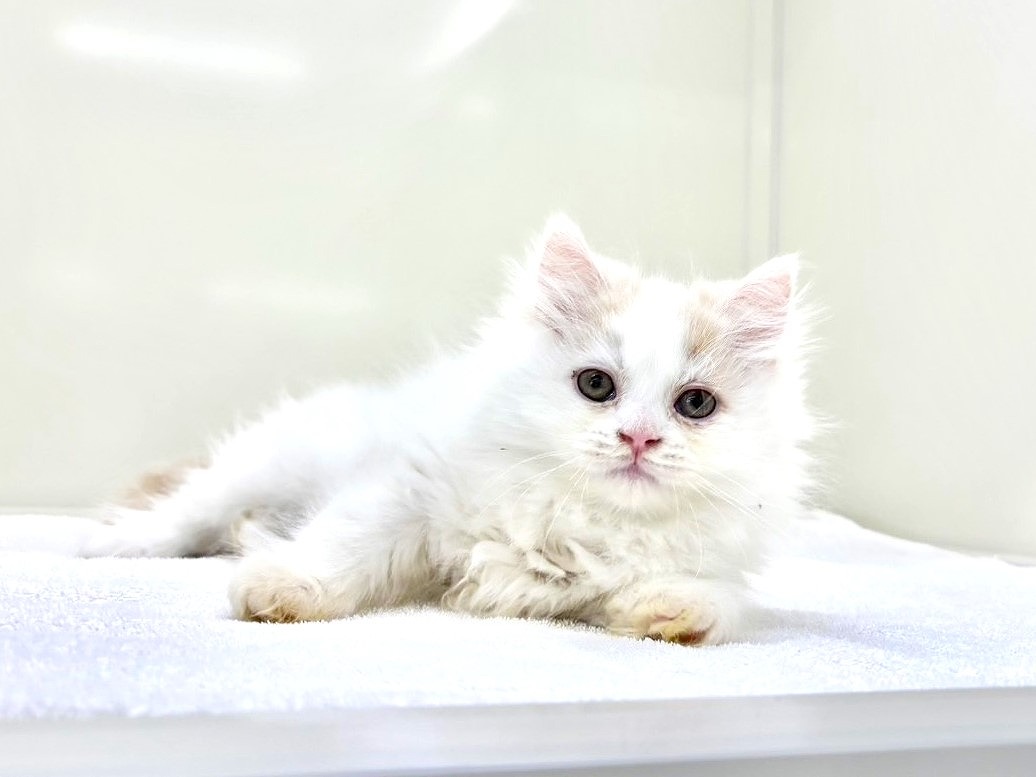 東京都のサイベリアン (かねだい本町田店/2025年10月15日生まれ/男の子/クリームホワイト)の子猫の1枚目の画像