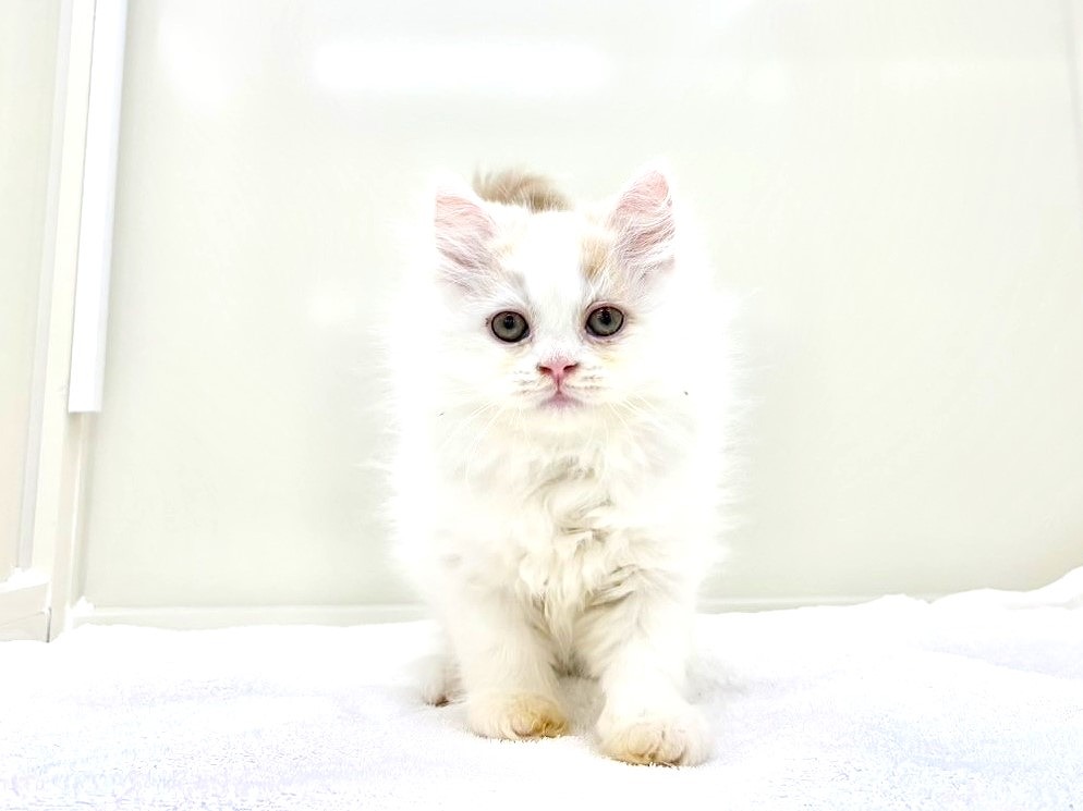 東京都のサイベリアン (かねだい本町田店/2025年10月15日生まれ/男の子/クリームホワイト)の子猫の2枚目の画像